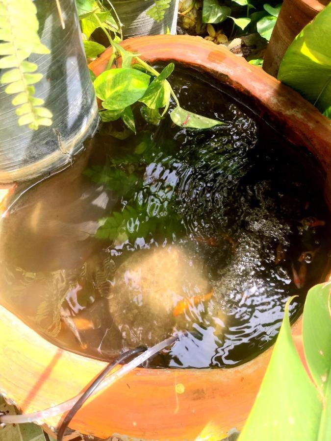 Srikrung Guesthouse Phranakhonszi Ajutthaja Kültér fotó